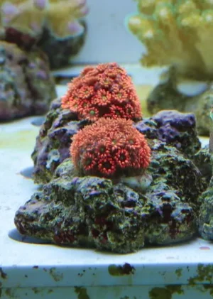Goniopora Red Frag - FOTO REALI - Corallo duro LPS facile
