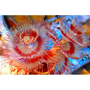 Spirografo Protula Bispiralis Bicolor Red & White