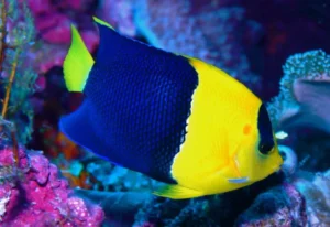 Centropyge Bicolor - Pesce angelo pigmeo Bicolor Angelfish