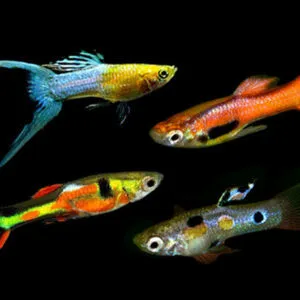 Guppy-endler maschio multicolor mix, Poecilia reticulata-wingei male 2-2,5 cm