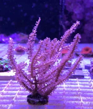 Pinnigorgia pink S - Gorgonia - Corallo molle facile - frag 6-8 cm