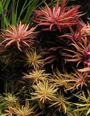 Limnophila aromatica - pianta rossa a crescita rapida in vasetto