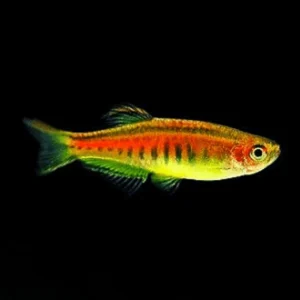 Danio Choprai - Glowlight Danio 2-3 cm - Celestichthys choprae