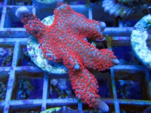 Montipora Bubble Gum - Coralo duro SPS- frag 5-6 cm
