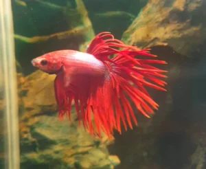 Betta Splendens Crowntail Cambodian Red - FOTO REALE - pesce combattente maschio 5 cm