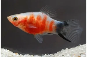Platy Red Tiger, xiphophorus maculatus 3 cm