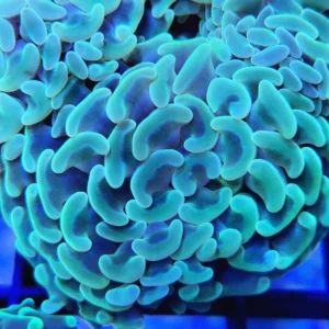 Euphyllia Parancora green - 4 calici - Corallo duro LPS facile