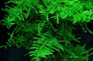 MUSCHIO TAIWAN MOSS porzione 6x6 cm