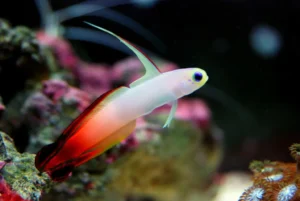 Nemateleotris Magnifica - Pesce freccia di fuoco - gobio - Orange firefish goby