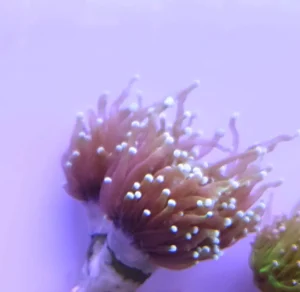 Euphyllia Glabrescens Black torch punte verdi 2 calici - FOTO REALI - Corallo duro LPS facile