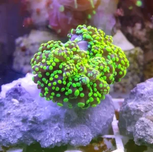Euphyllia Yaeyamaensis green fluo 2 calici - FOTO REALI - Corallo duro LPS facile