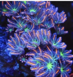 Clavularia Papaya Orange premium - Corallo molle facile - frag di 8-10 cm