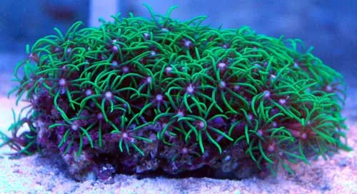 Pachyclavularia violacea - Corallo molle facile - frag di 5-6 cm