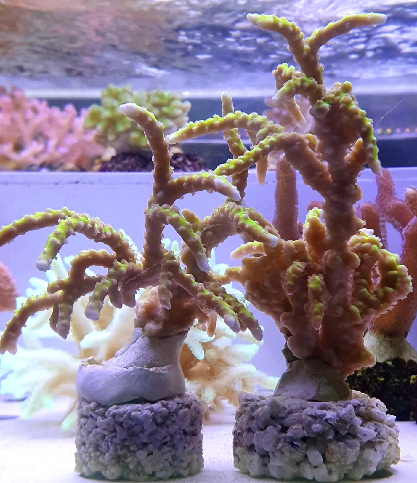 Acropora sp. Green fluo - FOTO REALI - Corallo duro SPS - frag 4-6 cm