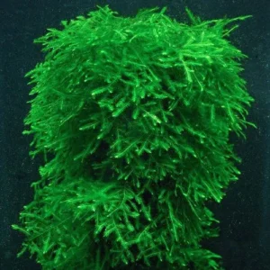 MUSCHIO WEEPING MOSS (VESICULARIA FERRIEI) 6x6 cm
