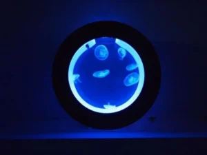 Jellyfish Aquarium Cherry O16 Nero - Medusario - Acquario circolare per meduse 16 lt - Black