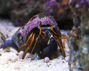 Paguro Calcinus sp. zampe rosso/arancio - Paguristes