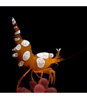Thor Amboinensis - Gamberetto Sexy delle anemoni - Sexy Shrimp - 1 cm