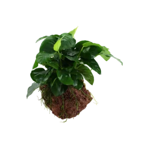 Anubias Nana su ROCCIA LAVICA, pianta facile a foglia larga